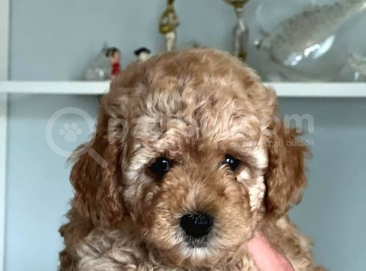 Hari̇ka Toy Poodle Yavrular görsel