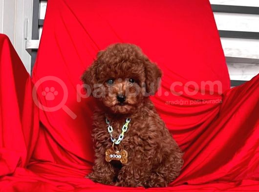 Safkan Toy Poodle görsel