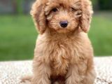 Red Brown Toy Poodle Erkek