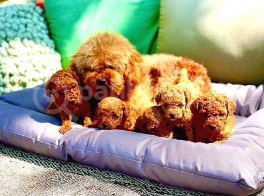 Çok Güzel Poodle Yavrular