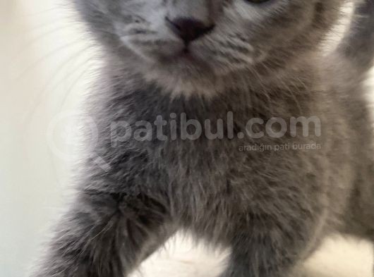 British Shorthair görsel