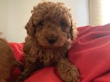 Red Toy Poodle Safkan Bebekleri̇