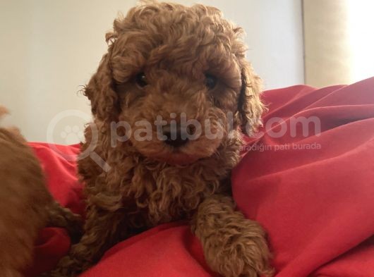 Red Toy Poodle Safkan Bebekleri̇ görsel