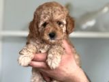 Hari̇ka Toy Poodle Yavrular