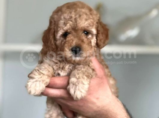 Hari̇ka Toy Poodle Yavrular görsel
