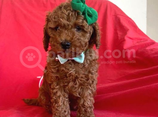 Red Toy Poodle görsel