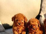 Birbirinden Güzel Toy Poodle Yavrular