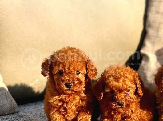 Birbirinden Güzel Toy Poodle Yavrular görsel
