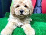 Sevi̇mli̇ Toy Poodle Yavrulari