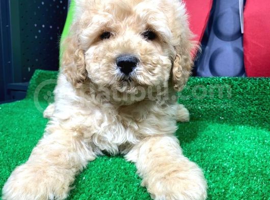 Sevi̇mli̇ Toy Poodle Yavrulari görsel