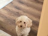 1 Yaşini Dolduran Toy Poodle Apri̇cot Oğlumuza Eş Ariyoruz