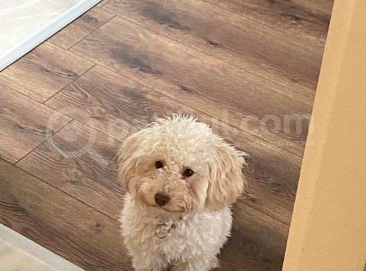 1 Yaşini Dolduran Toy Poodle Apri̇cot Oğlumuza Eş Ariyoruz görsel