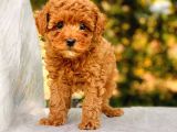 Bebek Yüzlü Toy Poodle Yavrular
