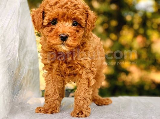 Bebek Yüzlü Toy Poodle Yavrular görsel