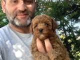 Birbirinden Güzel Toy Poodle