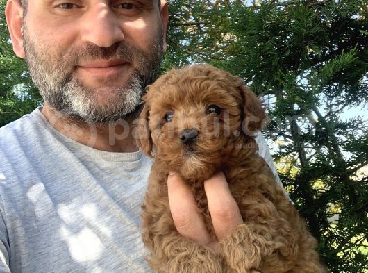 Birbirinden Güzel Toy Poodle