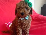 Red Toy Poodle