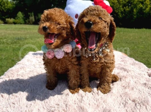 Toy Poodle görsel