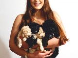 En Uygun Toy Poodle Yavrular