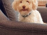 1 Yaşini Dolduran Toy Poodle Apri̇cot Oğlumuza Eş Ariyoruz
