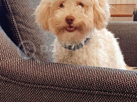 1 Yaşini Dolduran Toy Poodle Apri̇cot Oğlumuza Eş Ariyoruz görsel