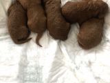 Anne Altından Toy Poodle