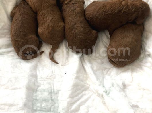 Anne Altından Toy Poodle