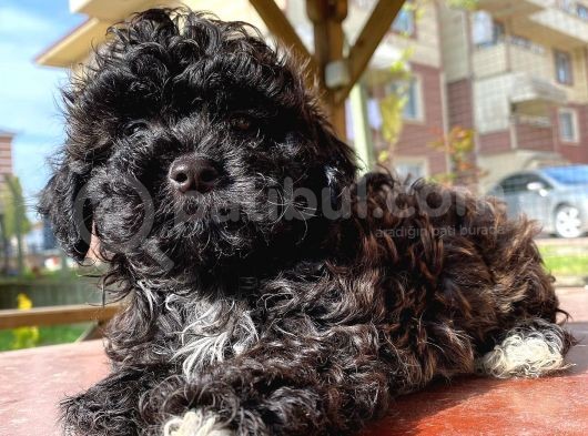 En Uygun Toy Poodle Bebekler Burada görsel