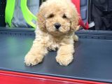Sevi̇mli̇ Toy Poodle Yavrulari