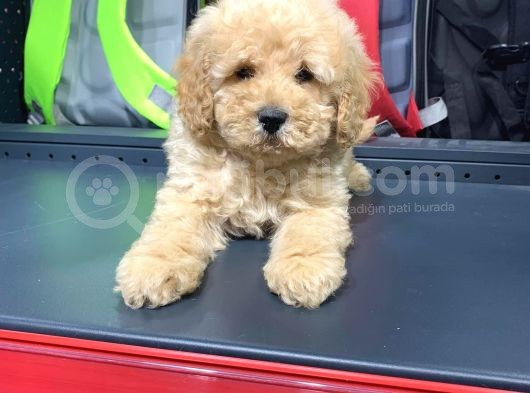 Sevi̇mli̇ Toy Poodle Yavrulari görsel