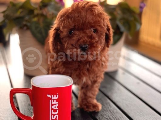 Toy Poodle Çi̇ftli̇ği̇ Yavrular görsel