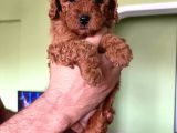 Toy Poodle