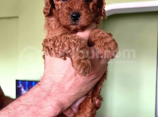 Toy Poodle görsel