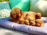 Birbirinden Güzel Toy Poodle Yavrular