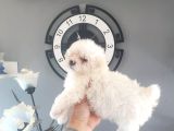 Erkek Ve Dişi Maltipoo Yavrularımız