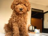 Red Brown Toy Poodle Erkek
