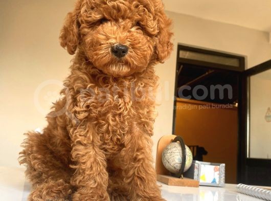 Red Brown Toy Poodle Erkek