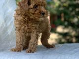 Birbirinden Güzel Toy Poodle