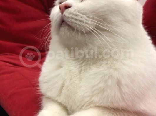 British Shorthair görsel