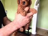 Toy Poodle