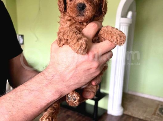 Toy Poodle görsel