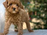 Birbirinden Güzel Toy Poodle