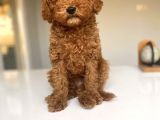 Red Brown Toy Poodle Erkek