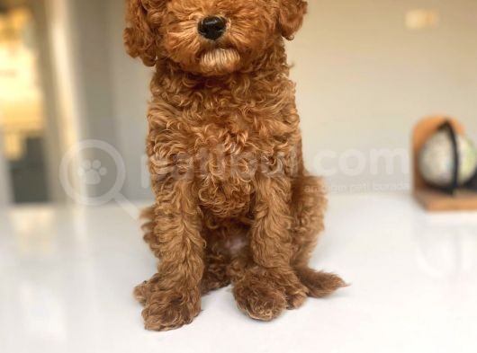 Red Brown Toy Poodle Erkek görsel