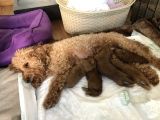 Anne Altından Toy Poodle
