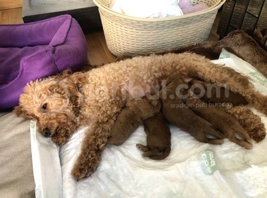 Anne Altından Toy Poodle görsel