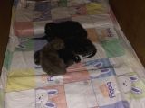 5 Günlük
