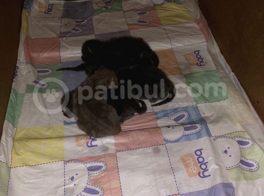 5 Günlük görsel