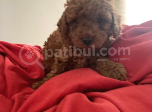 Red Toy Poodle Safkan Bebekleri̇ görsel