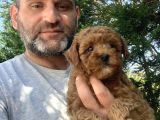 Birbirinden Güzel Toy Poodle